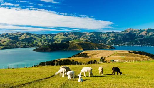 新西兰旅游签证一般几天出签